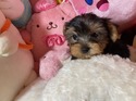 5月１４日ヨークシャテリアオス1