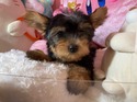 ５月１４日生ヨークシャテリアの男の子2