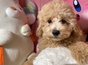 5月９日生プードルの男の子