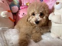 5月９日生プードルの男の子