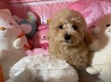 5月９日生プードルの男の子
