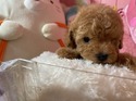 ７月１４日生のプードルの男の子6
