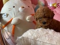 ７月１４日生のプードルの男の子3