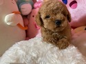 ７月１４日生のプードルの男の子4