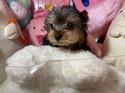 ５月１４日生ヨークシャテリアの男の子3