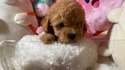 ７月１４日生のプードルの男の子3