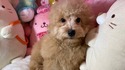 5月９日生プードルの男の子