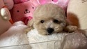 ７月１４日生のプードルのクリーム男の子
