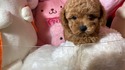 ７月１４日生のプードルの男の子4