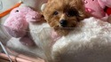 ７月１４日生のプードルの男の子1
