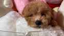 ７月１４日生のプードルの男の子1