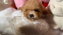 ７月１４日生のプードルの男の子2