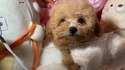 ７月１４日生のプードルの男の子2