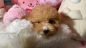 ７月１４日生のプードルの男の子4