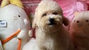 ７月１４日生のプードルのクリーム男の子