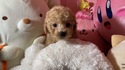 １０月２９日生のプードルクリームの女の子