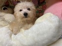 １２月３０日生クリームの女の子