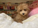 1月23日生まれの男の子2