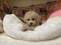 2月２２日生クリームの男の子1