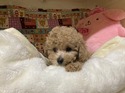 2月２２日生クリームの男の子3