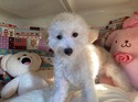 １２月３０日生クリームの女の子