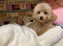 2月２２日生アプリのオス