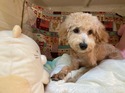 ３月１８日生まれの男の子