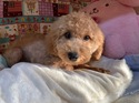３月21日生まれの男の子