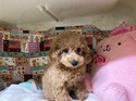 5月１１日生まれの男の子