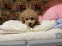 5月１１日生まれの男の子2